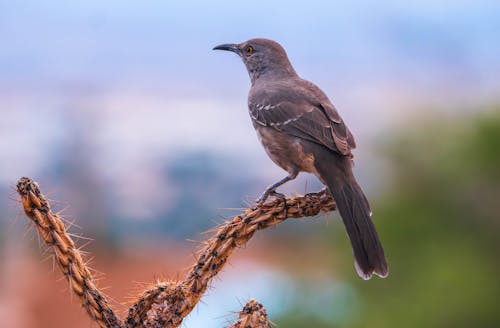 Photos gratuites de aile, animal, aviaire