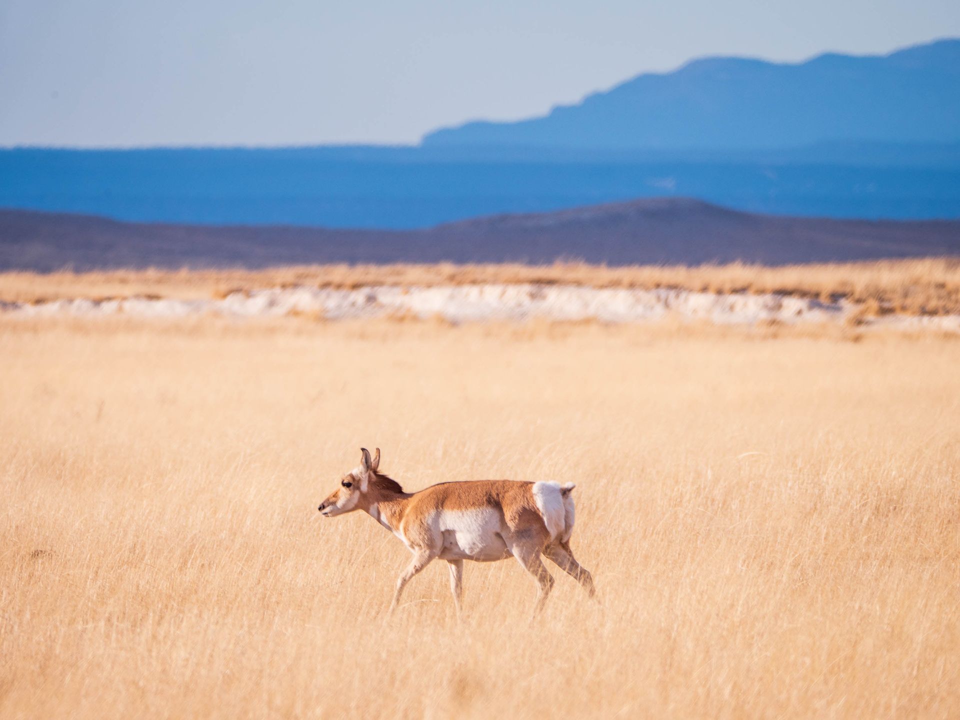 A pronghorn antelope walking across a sunlit prairie, side view captured in a wildlife setting.