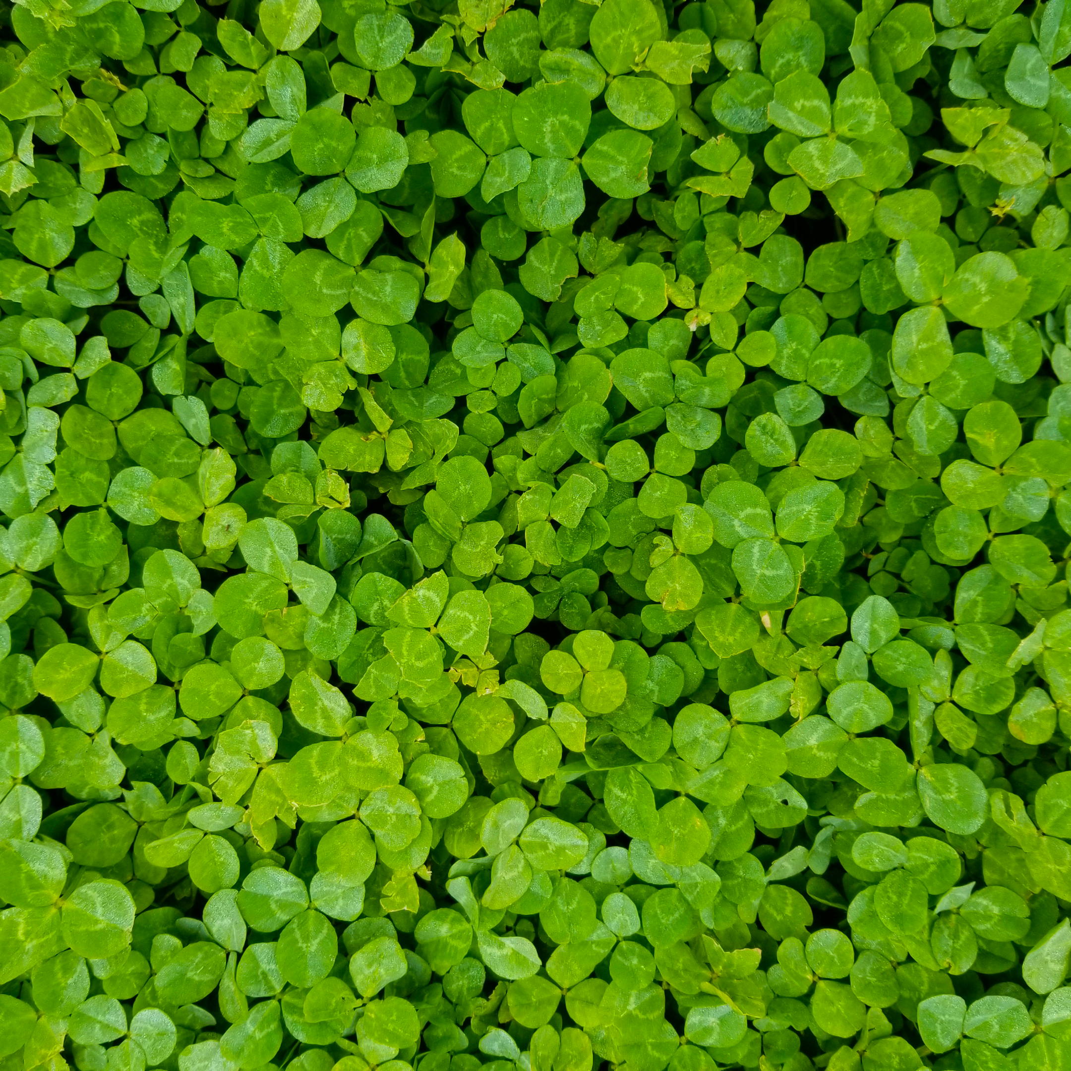 A vibrant carpet of green clover leaves, symbolizing nature and luck, viewed from above.