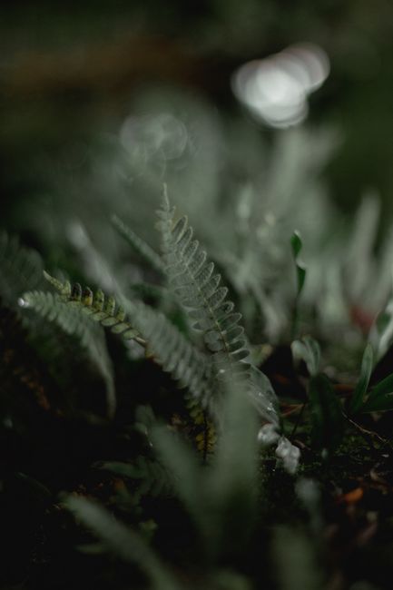 A detailed view of fern leaves with a soft, dark green background, creating a moody and atmospheric nature scene.