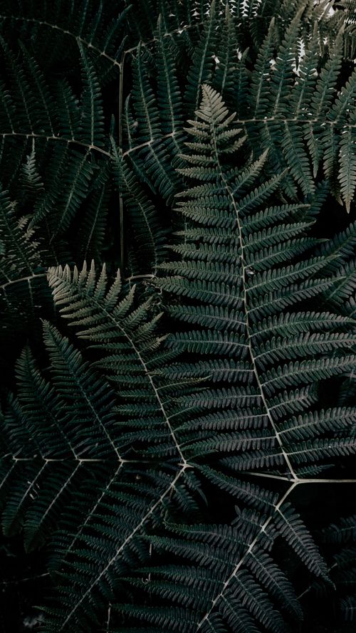 Free Close-up of vibrant green fern leaves, showcasing natural beauty and lush foliage. Stock Photo
