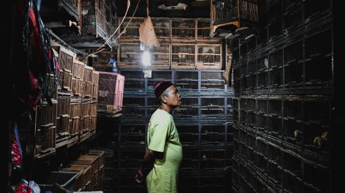 Free An adult man standing in a dimly lit room filled with bird cages in Jakarta, Indonesia. Stock Photo