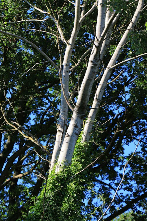 Free stock photo of birches, summer