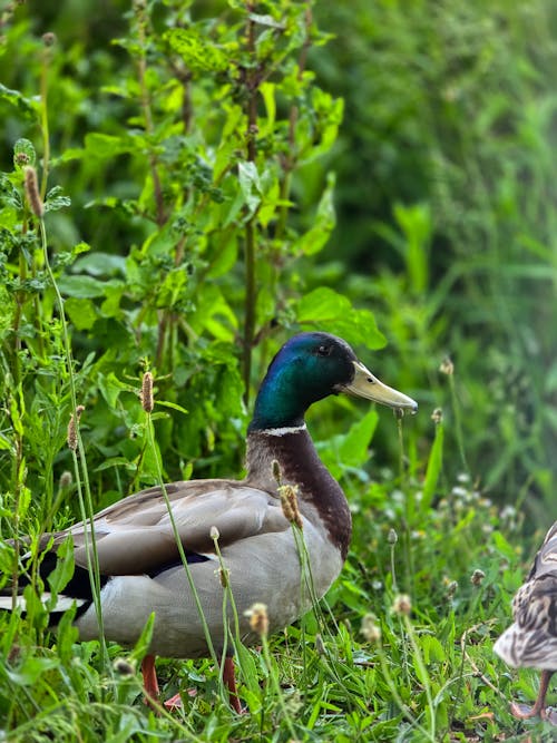 Fotobanka s bezplatnými fotkami na tému divé zviera, eligent, kačica