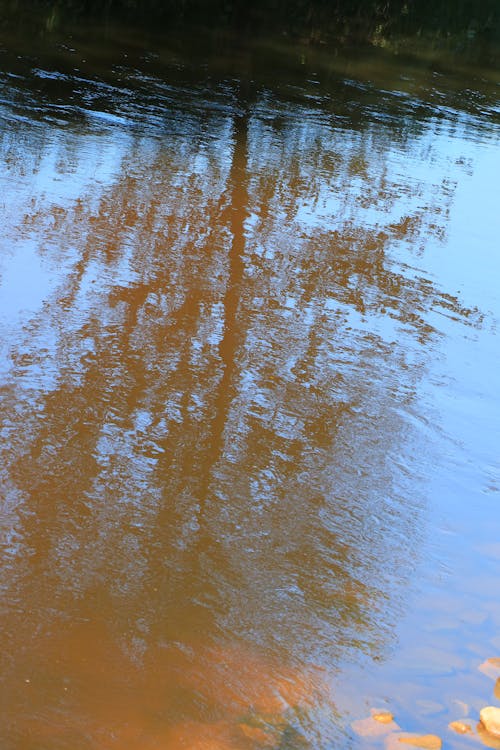 Free stock photo of creek, shadow of a tree, shadow on water