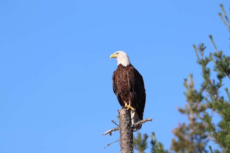 A Southern Bald Eagle