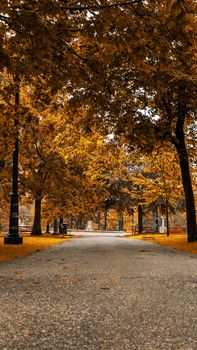 A tranquil park path lined with vibrant autumn trees and fallen leaves, creating a serene nature scene.