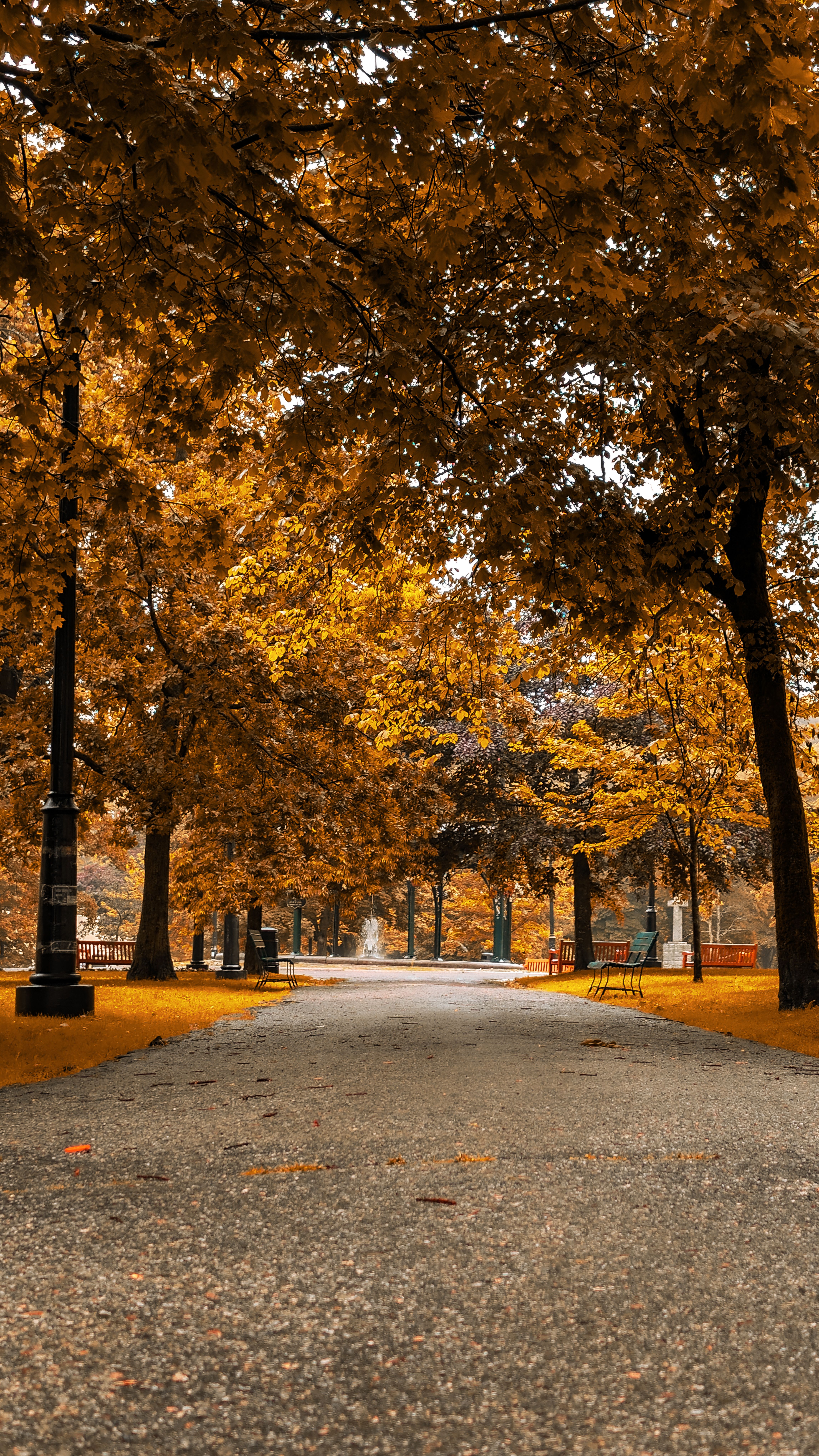 A road lined with trees in the fall · Free Stock Photo