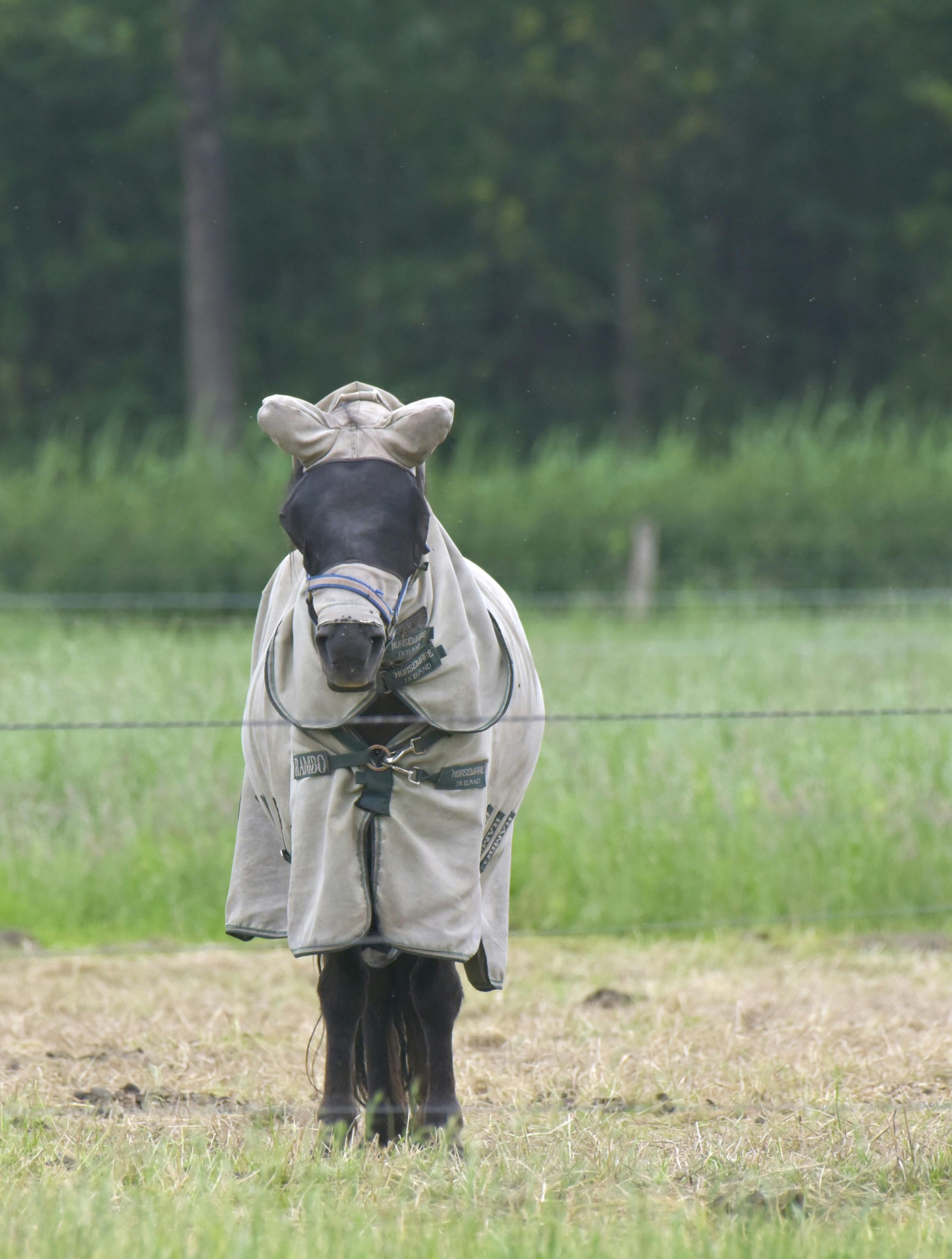A horse stands in a rural field wearing a protective fly mask and blanket, surrounded by greenery.