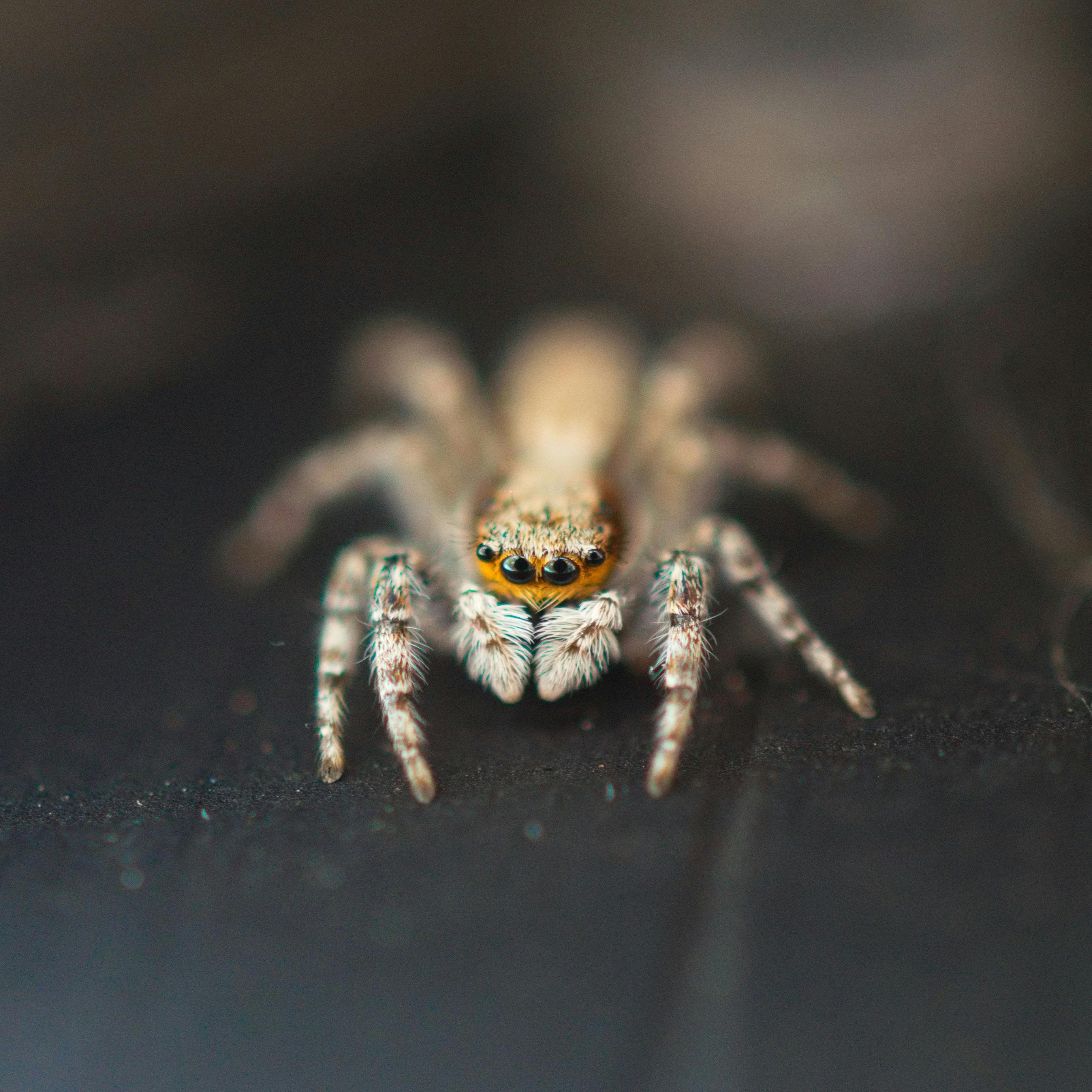 Bonnetina