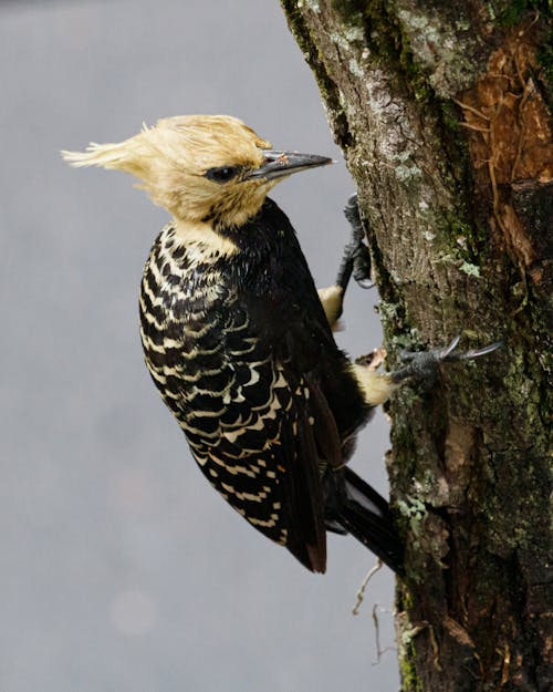 Foto profissional grátis de ave, bird, meio ambiente