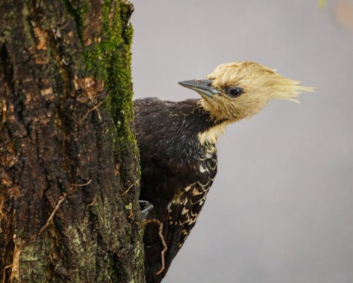 Foto profissional grátis de ave, bird, meio ambiente