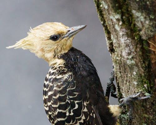 Foto profissional grátis de ave, bird, meio ambiente