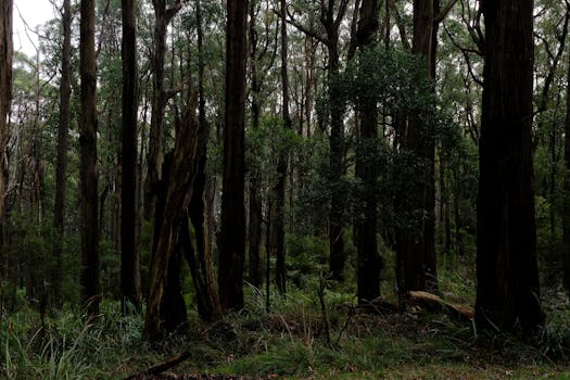 Olinda, Brazil photo 13