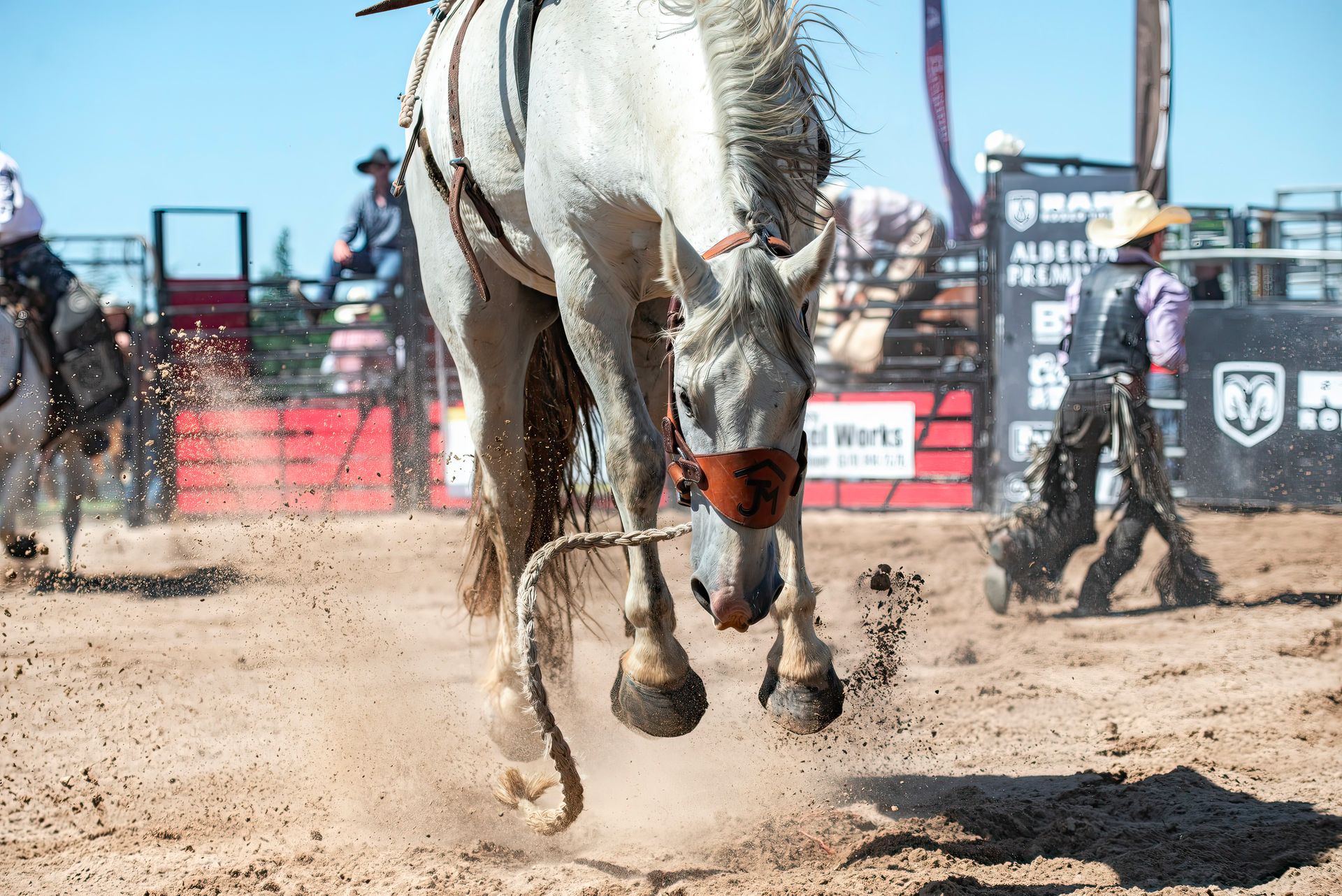 A Horse on a Rodeo