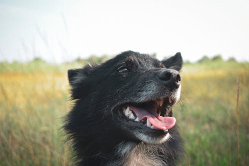 Close-Up Photo of Black Dog