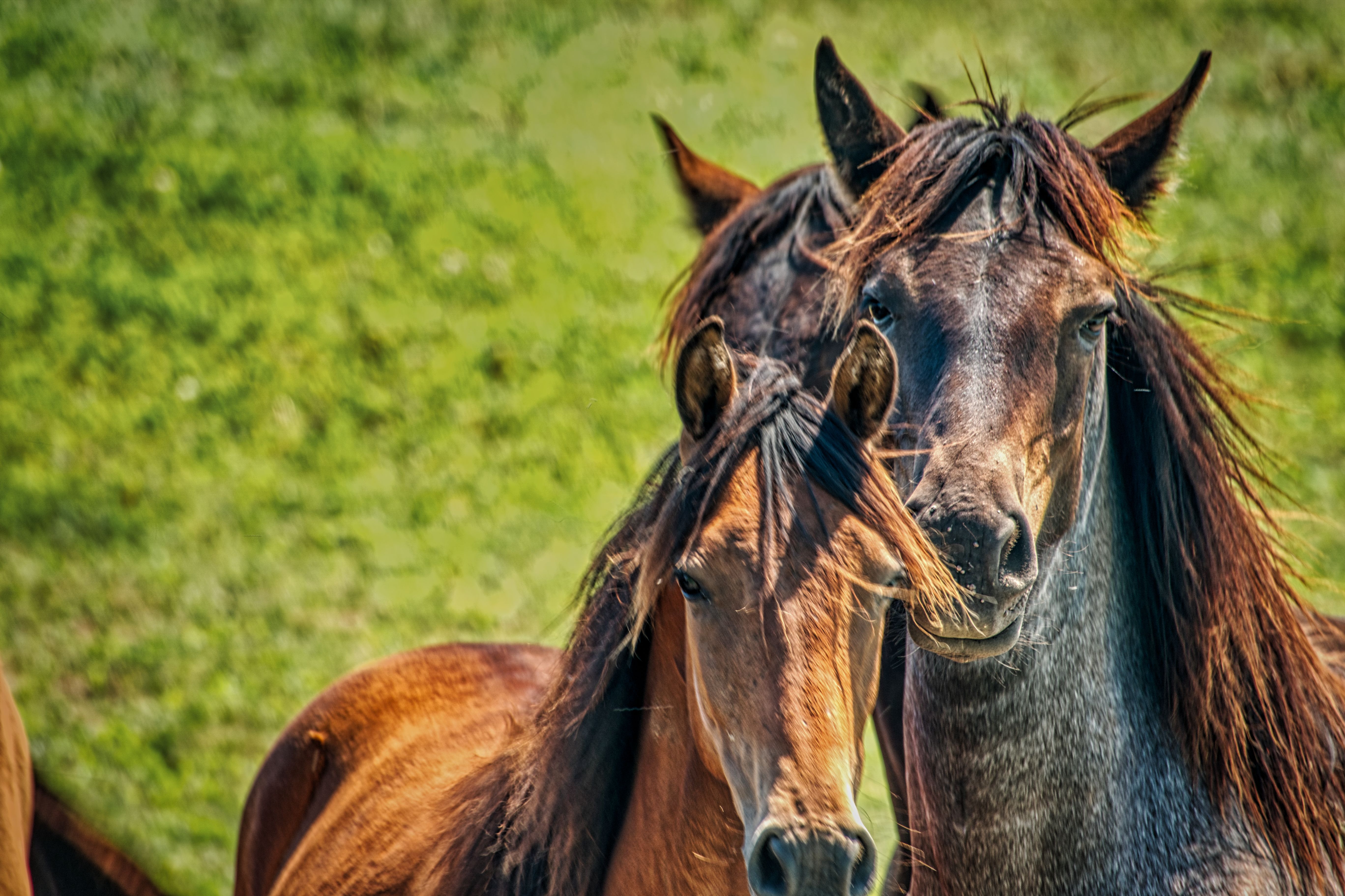 Brown and Black Horses · Free Stock Photo