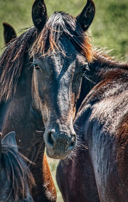 Безкоштовне стокове фото на тему «вродлива, Голова, голова коня»