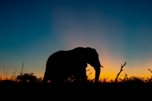 ゴールデンアワーの象のシルエット写真