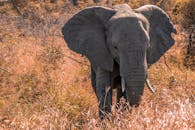 克鲁格国家公园的野草中，一只雄伟的非洲象正在漫步