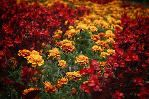 Kostenlos Bett Der Roten Und Gelben Blütenblätter Stock-Foto