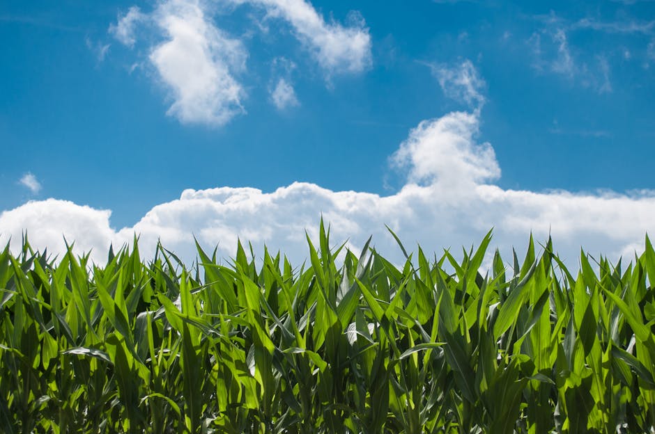 clouds, corn, cornfield