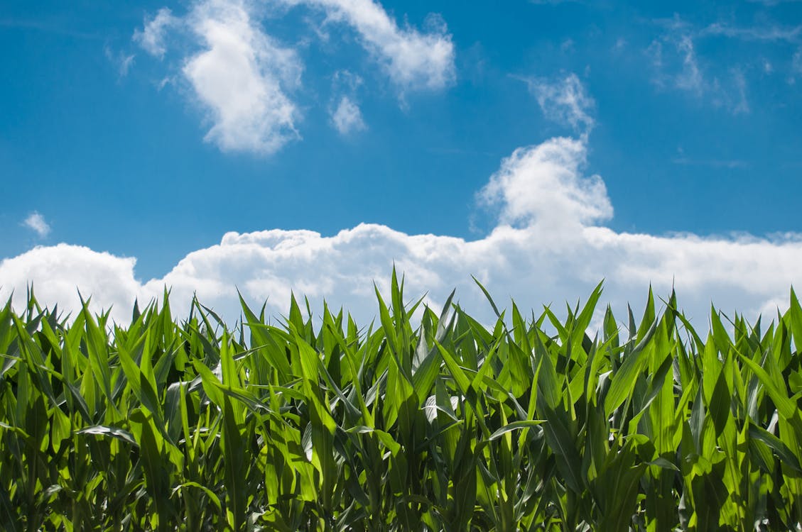 бесплатная Бесплатное стоковое фото с зеленый, зерновое поле, кукуруза Стоковое фото