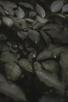 深绿色的叶子和露珠的特写镜头，捕捉到了这片郁郁葱葱、潮湿森林的本质