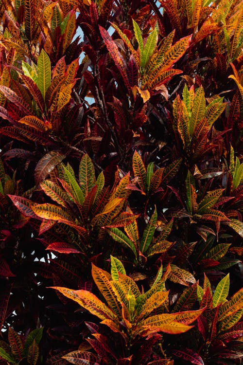 Free Photo of Garden Croton Plants Stock Photo