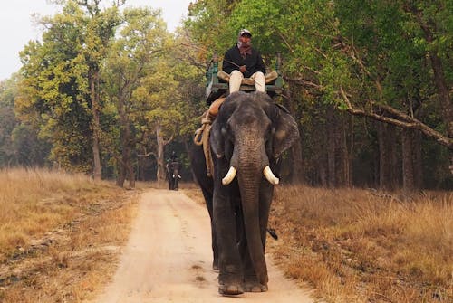 ELEPHANT SCOUTS IN ANHA NATIONAL PARK