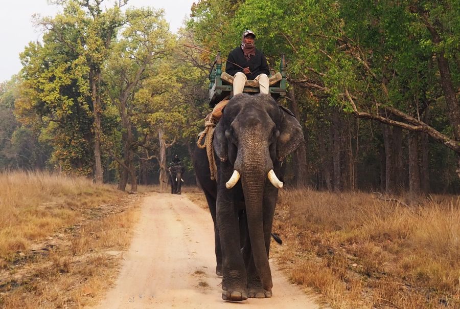 Kanha National Park photo 3