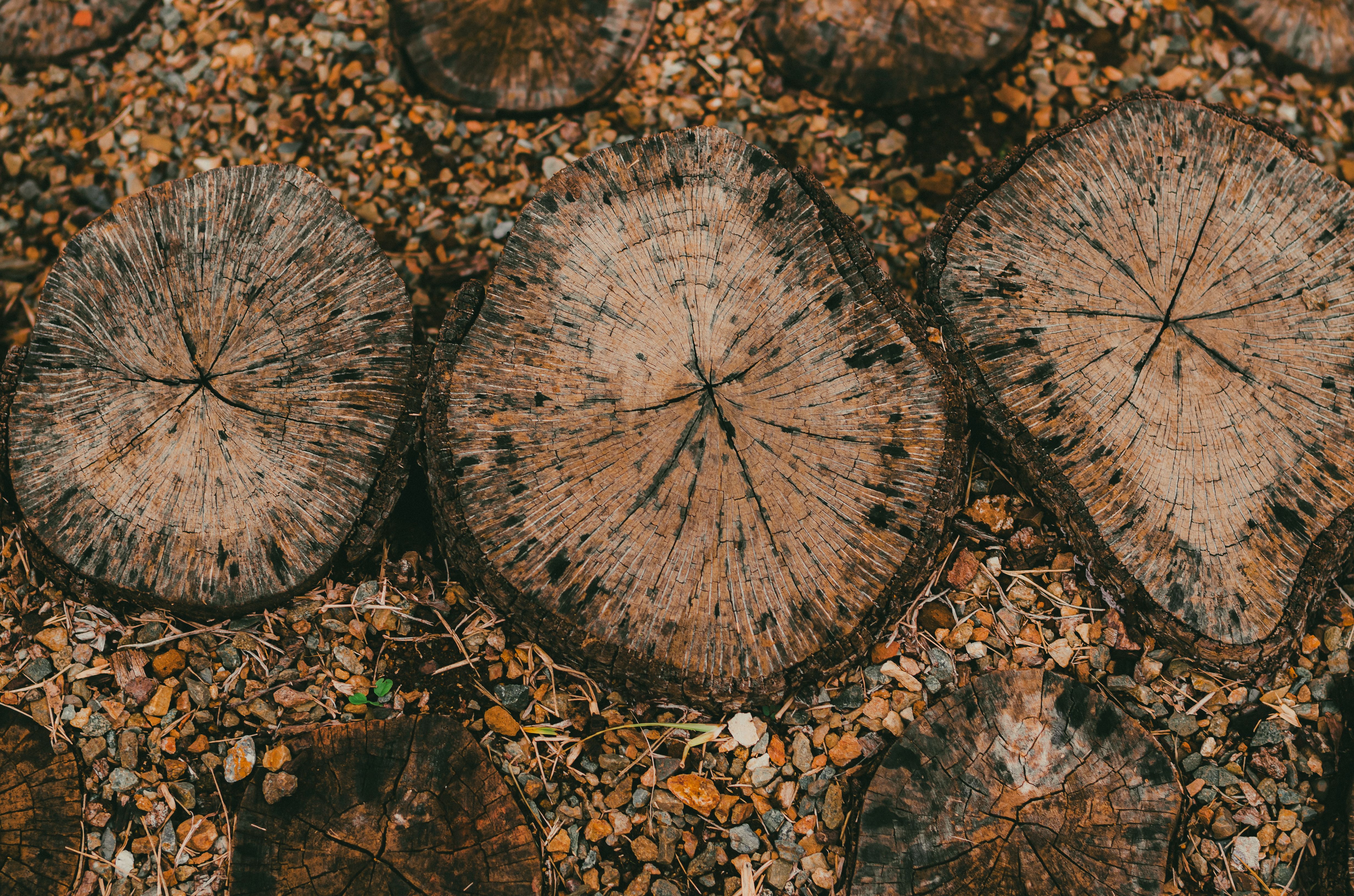 Fotomural Rodajas de madera rústica en un camino de rocas que muestran texturas y patrones naturales.