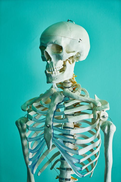 Free Photo of Skeleton Stock Photo
