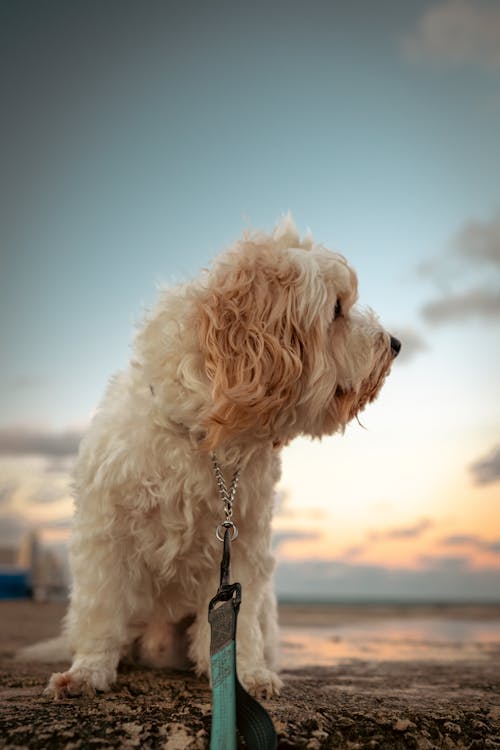 Foto d'estoc gratuïta de gossos, posta de sol a la platja