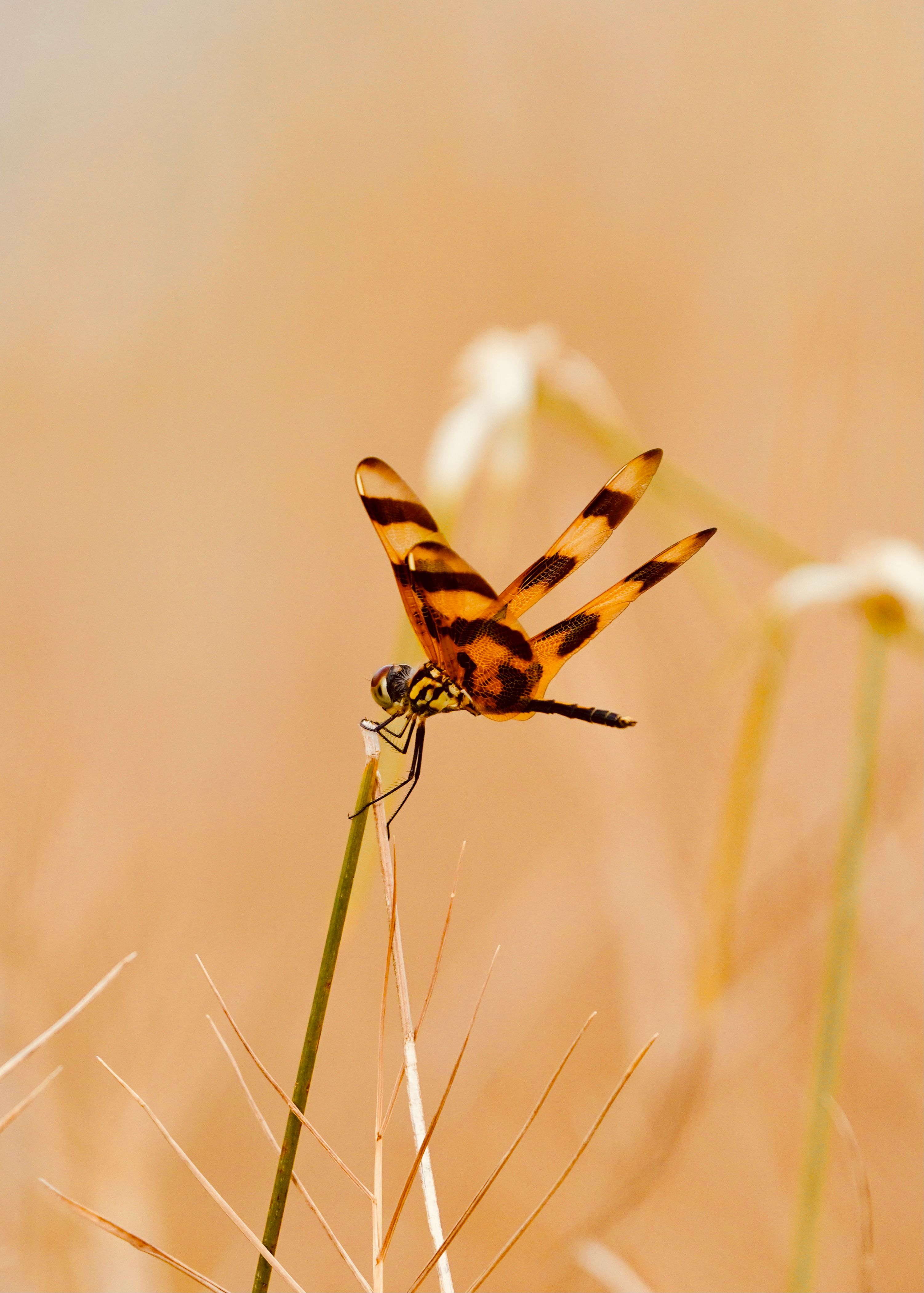 A dragonfly is sitting on a stalk of grass · Free Stock Photo