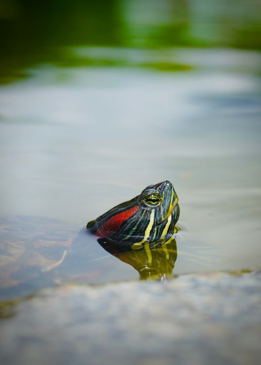 Turtle Head In Turtle Head in Lake · Free Stock Photo