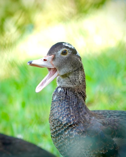 Foto d'estoc gratuïta de ala, ànec, ànec collverd