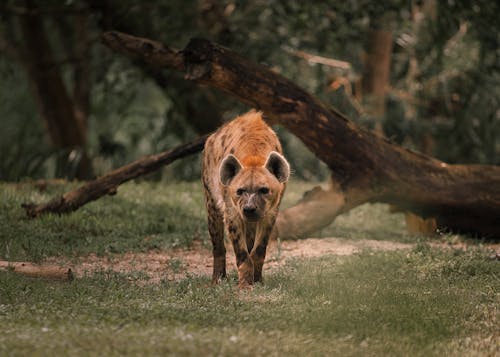 Foto d'estoc gratuïta de a l'aire lliure, animal, arbre