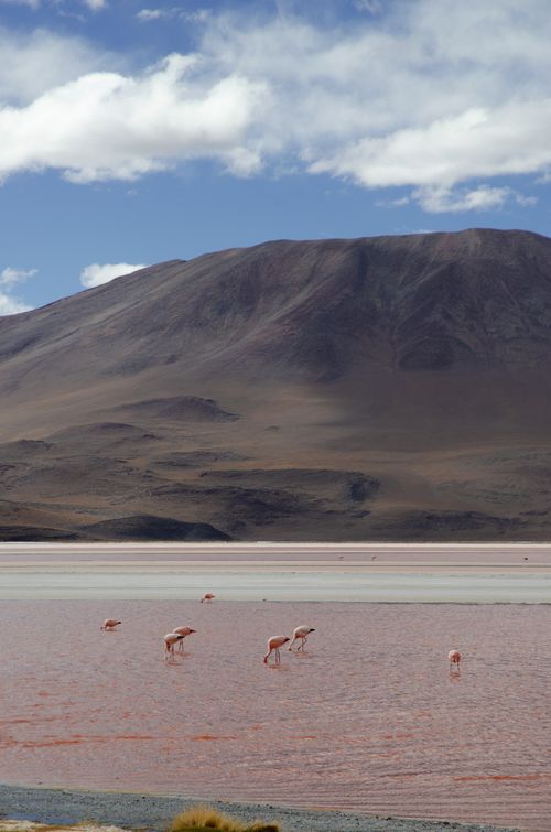 Free Flamingos wading through the Red Lake with majestic mountains in Potosi, Bolivia. Stock Photo