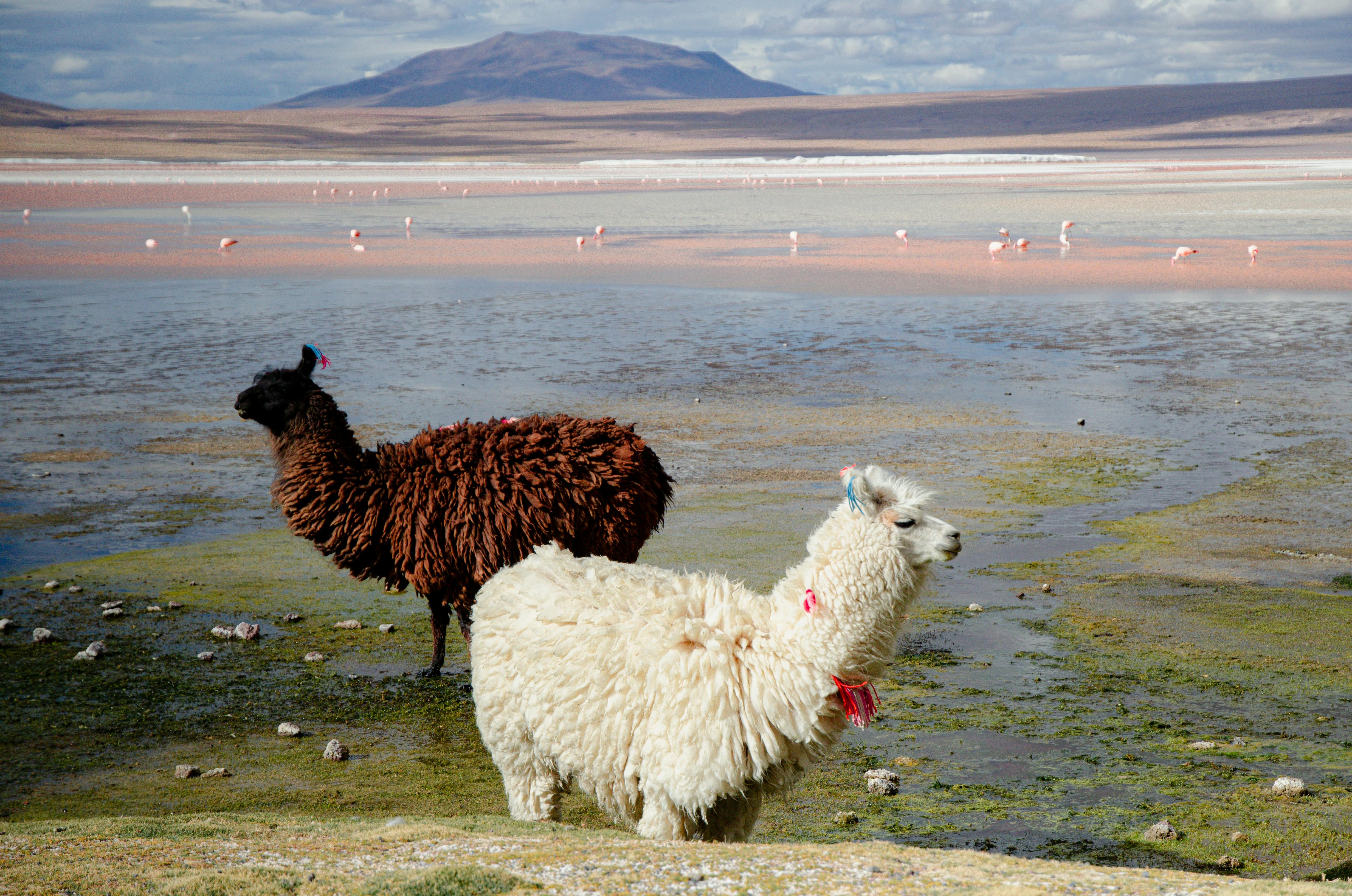 Llamas roam near a Bolivian salt lake with flamingos in the background, showcasing stunning landscapes.