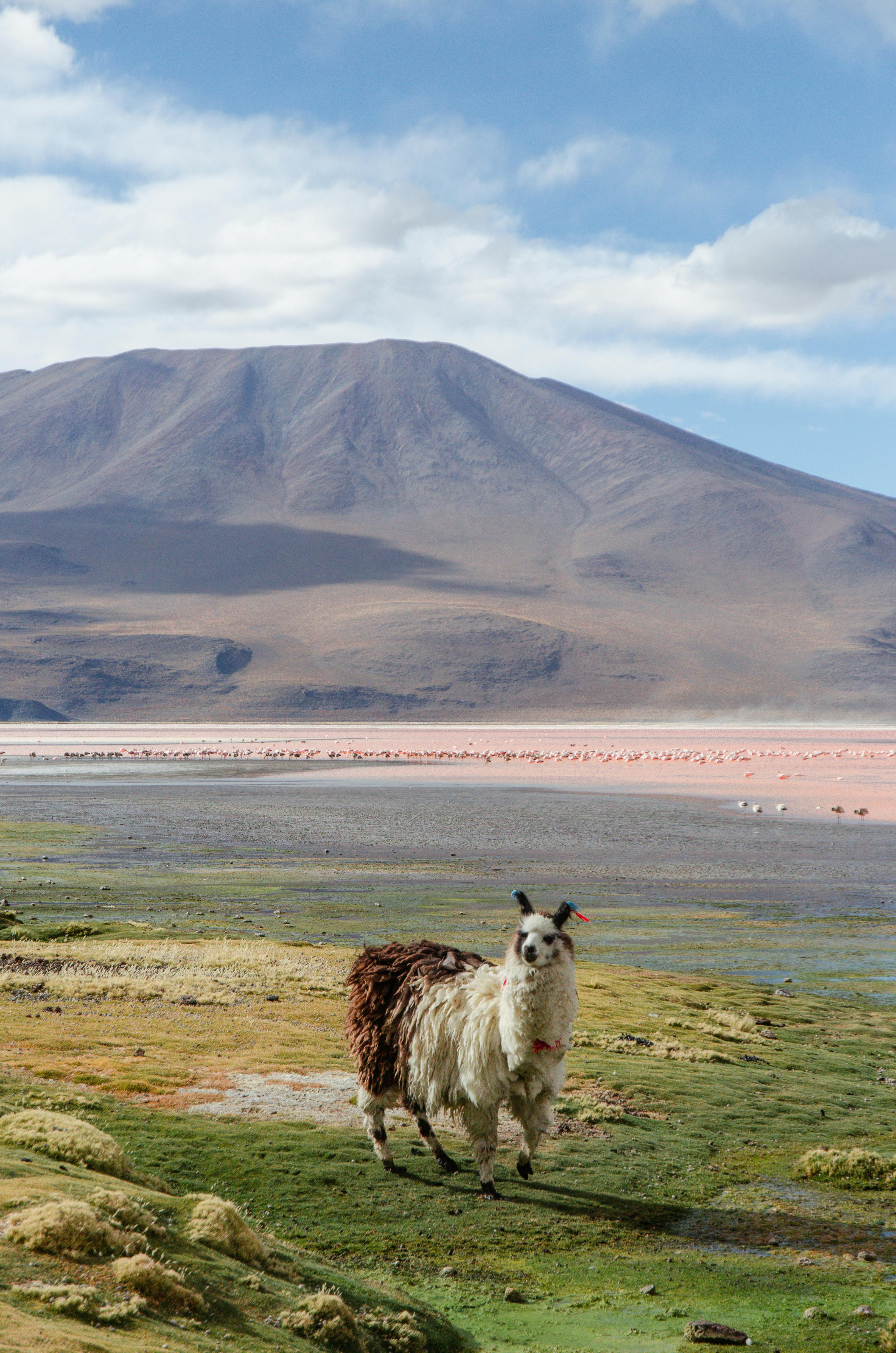 A llama grazes peacefully in Potosi, Bolivia with the stunning mountain landscape in the background.