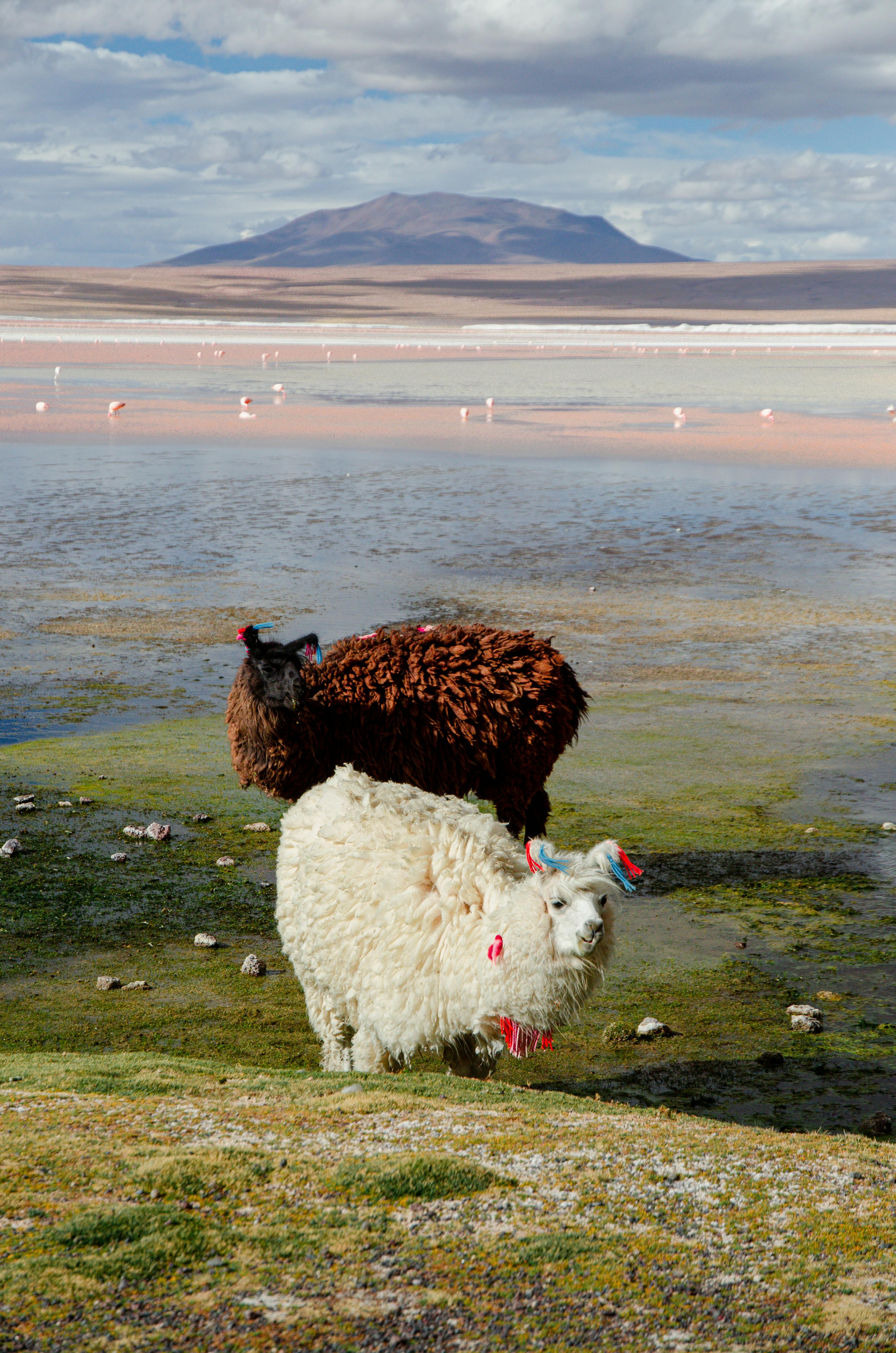 Two llamas grazing by a picturesque Bolivian lake with mountains in the background.
