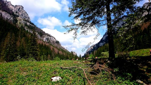 Immagine gratuita di alberi, albero, cielo