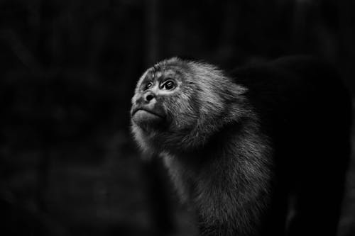 Foto Monokrom Monyet Melihat Ke Atas