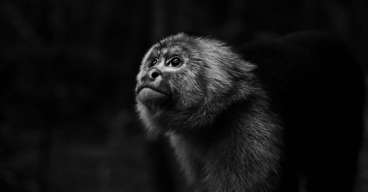 How much is a Capuchin monkey