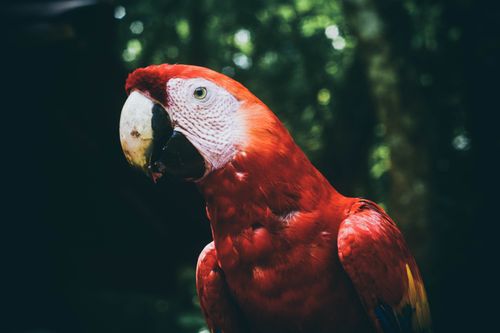 Free Close-up of a colorful scarlet macaw in the lush Copan Ruinas jungle. Stock Photo