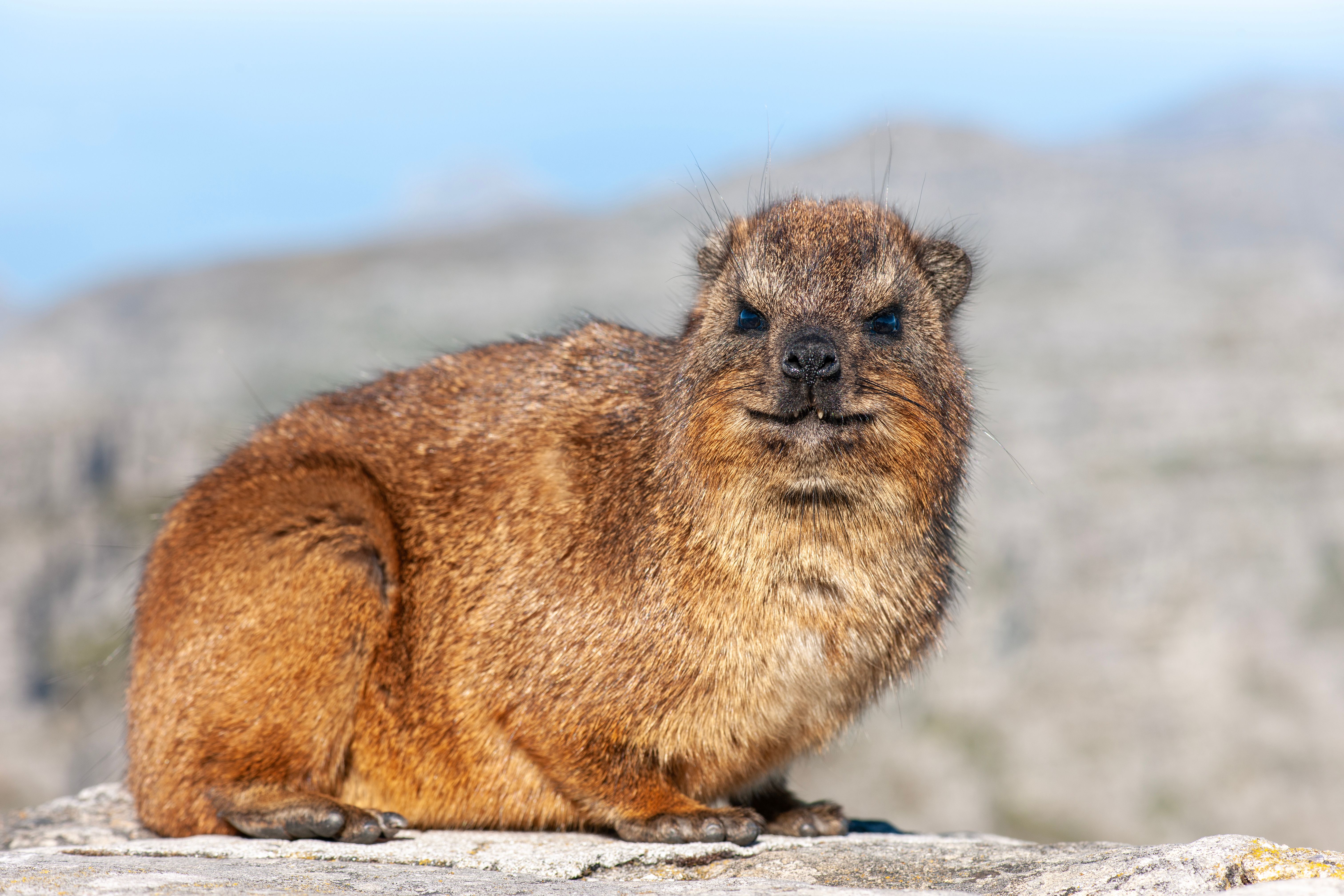 Rock Hyrax in Nature · Free Stock Photo