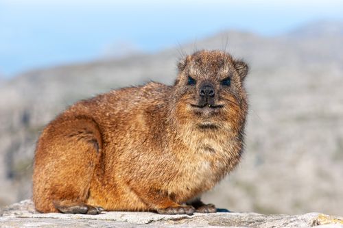 Free A rock hyrax basking in the sun on Table Mountain, showcasing its natural habitat. Stock Photo