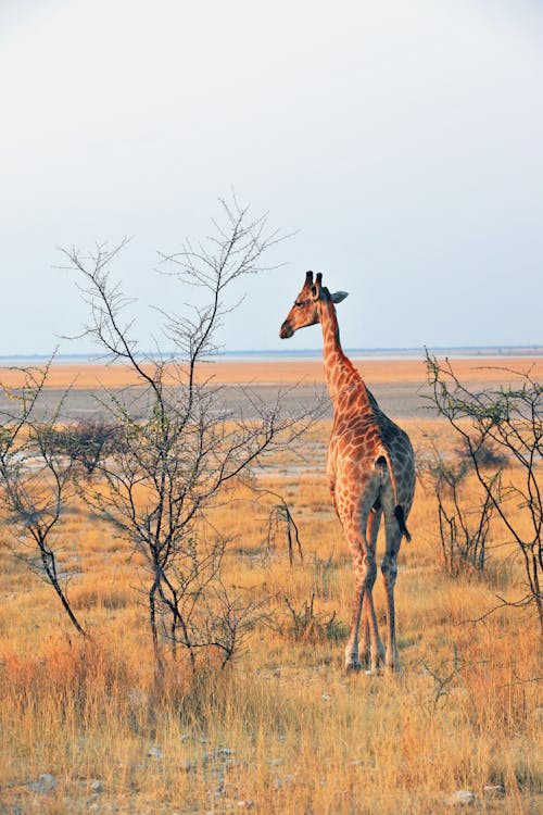 Foto d'estoc gratuïta de a l'aire lliure, Àfrica, animal