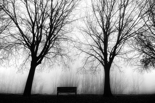 Foggy park with bare trees and an empty bench, creating a moody atmosphere.